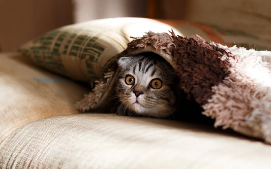Understanding Pet Insurance: Is It Worth It?