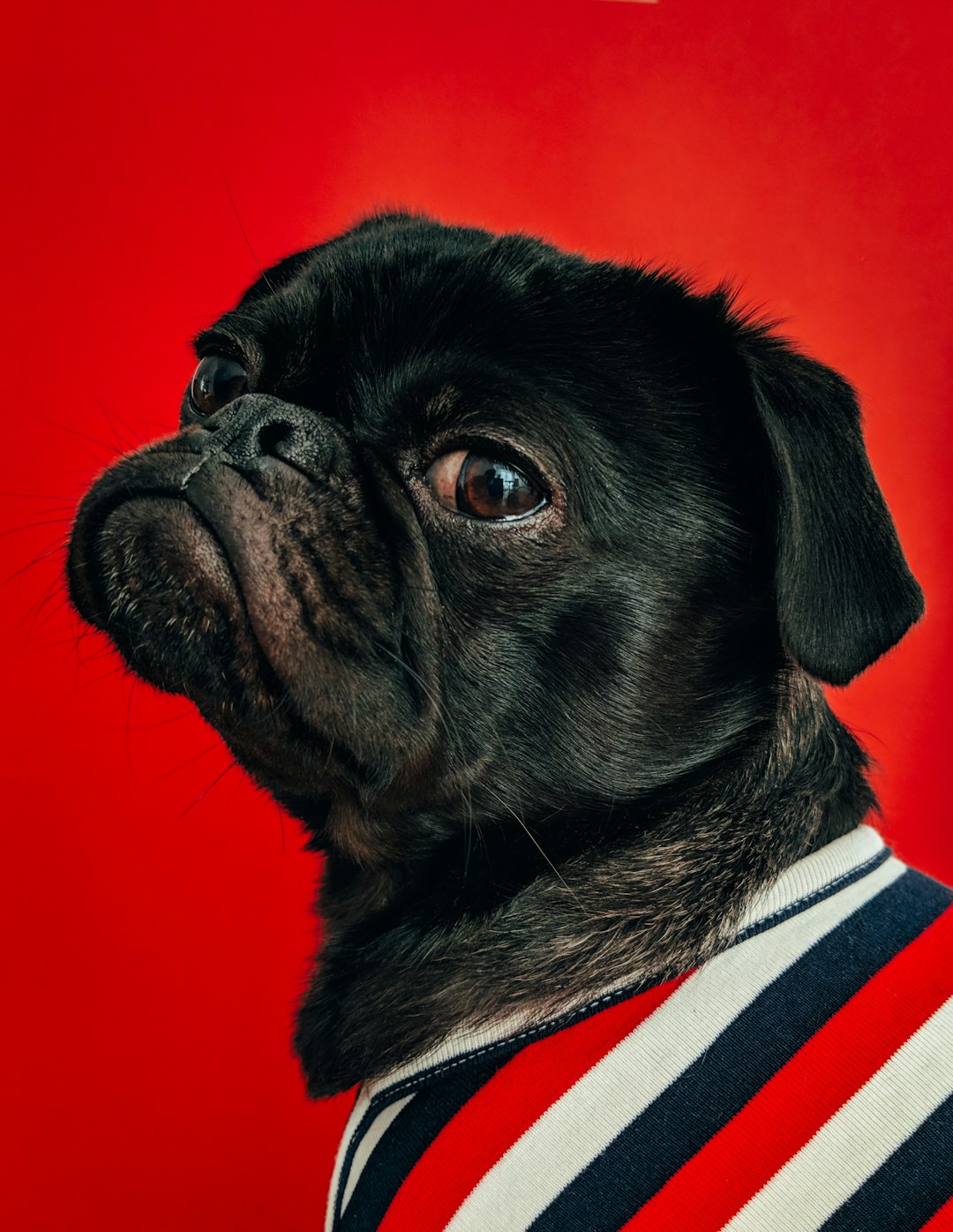 Decoding Your Pet’s Body Language: An Essential Guide for Pet Owners