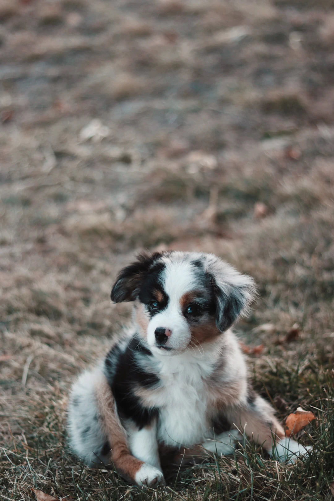 Creating a Cozy Nest for Your Furry Friends