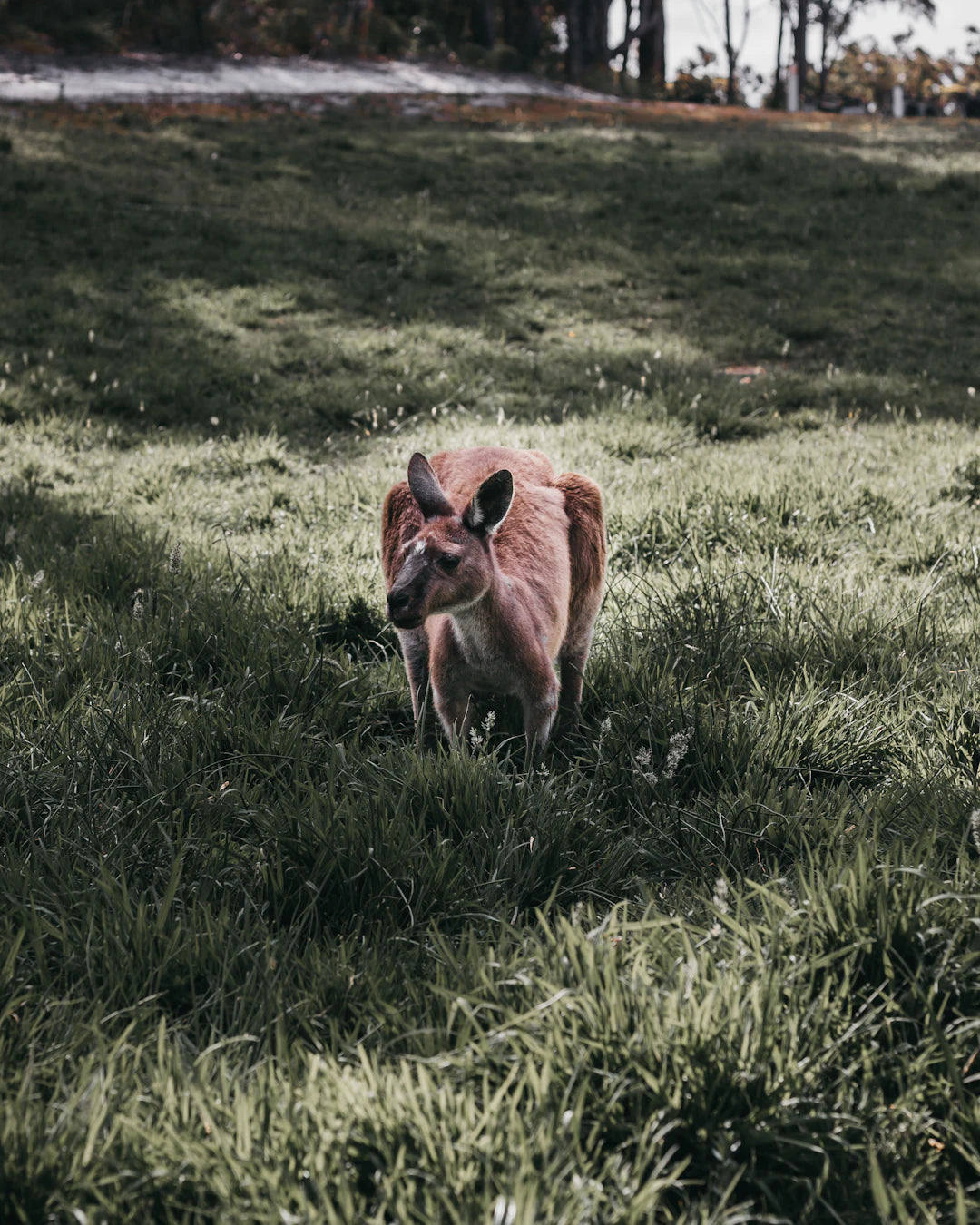 Traveling with Pets Essential Tips for Stress-Free Journeys