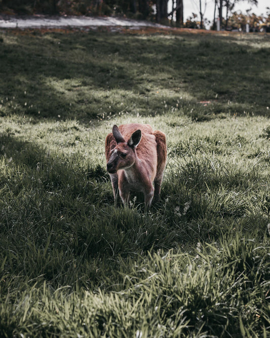 Traveling with Pets Essential Tips for Stress-Free Journeys