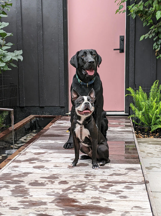 Socializing Your Pets Unlocking Their True Potential