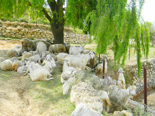 Decoding Pet Communication What Your Pet Wants You to Know