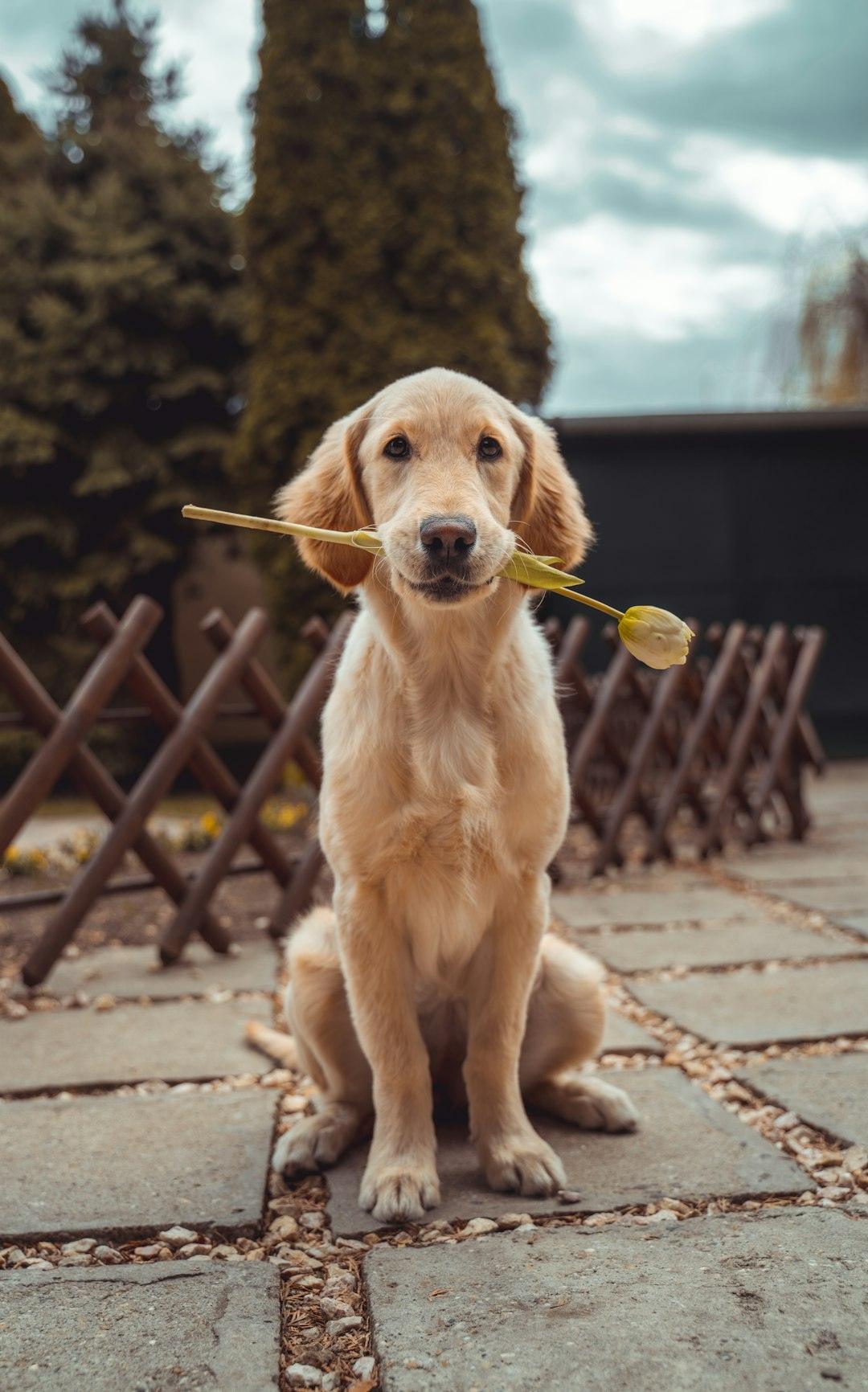 The Many Benefits of Owning a Pet