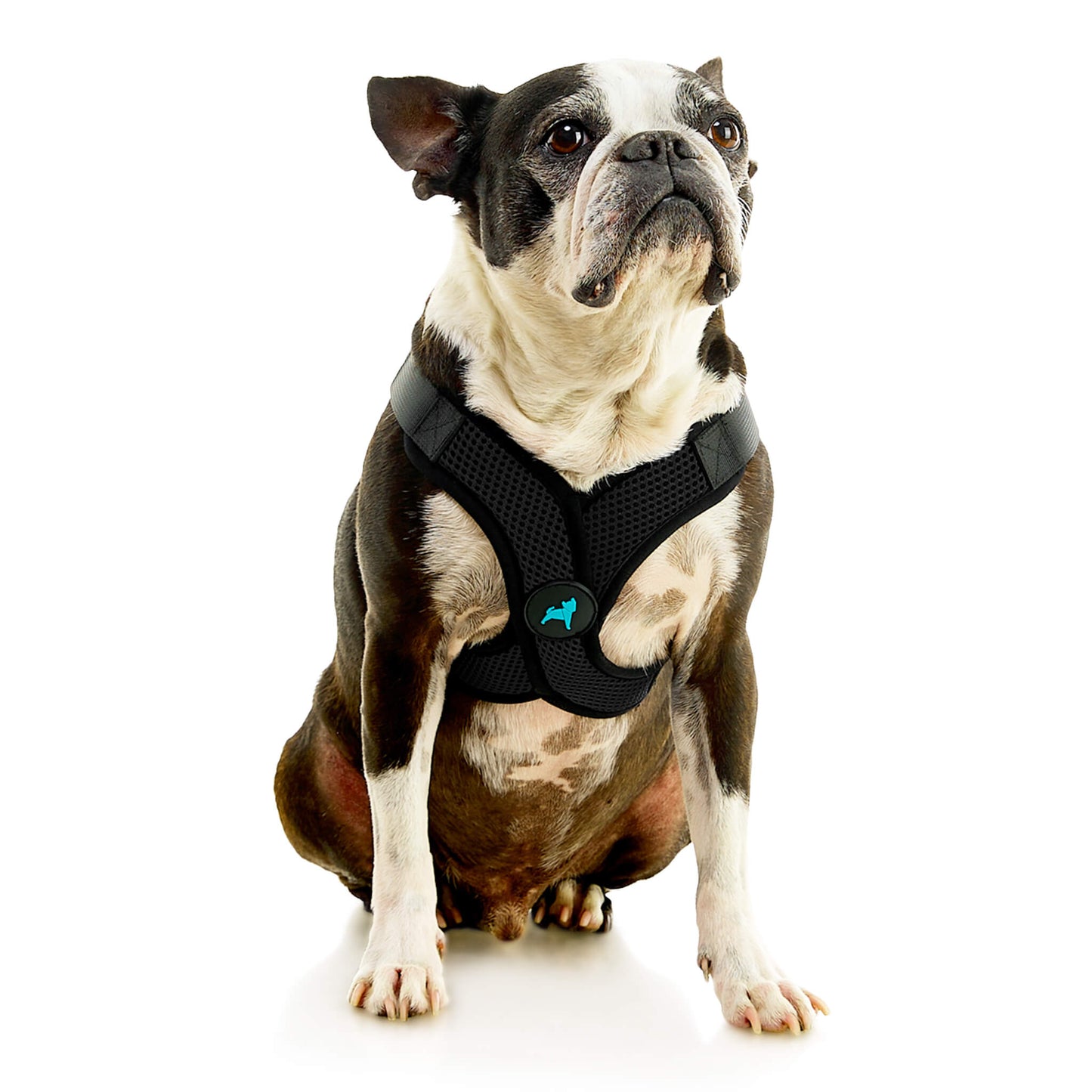 Comfort X Step In Lite Pet Harness