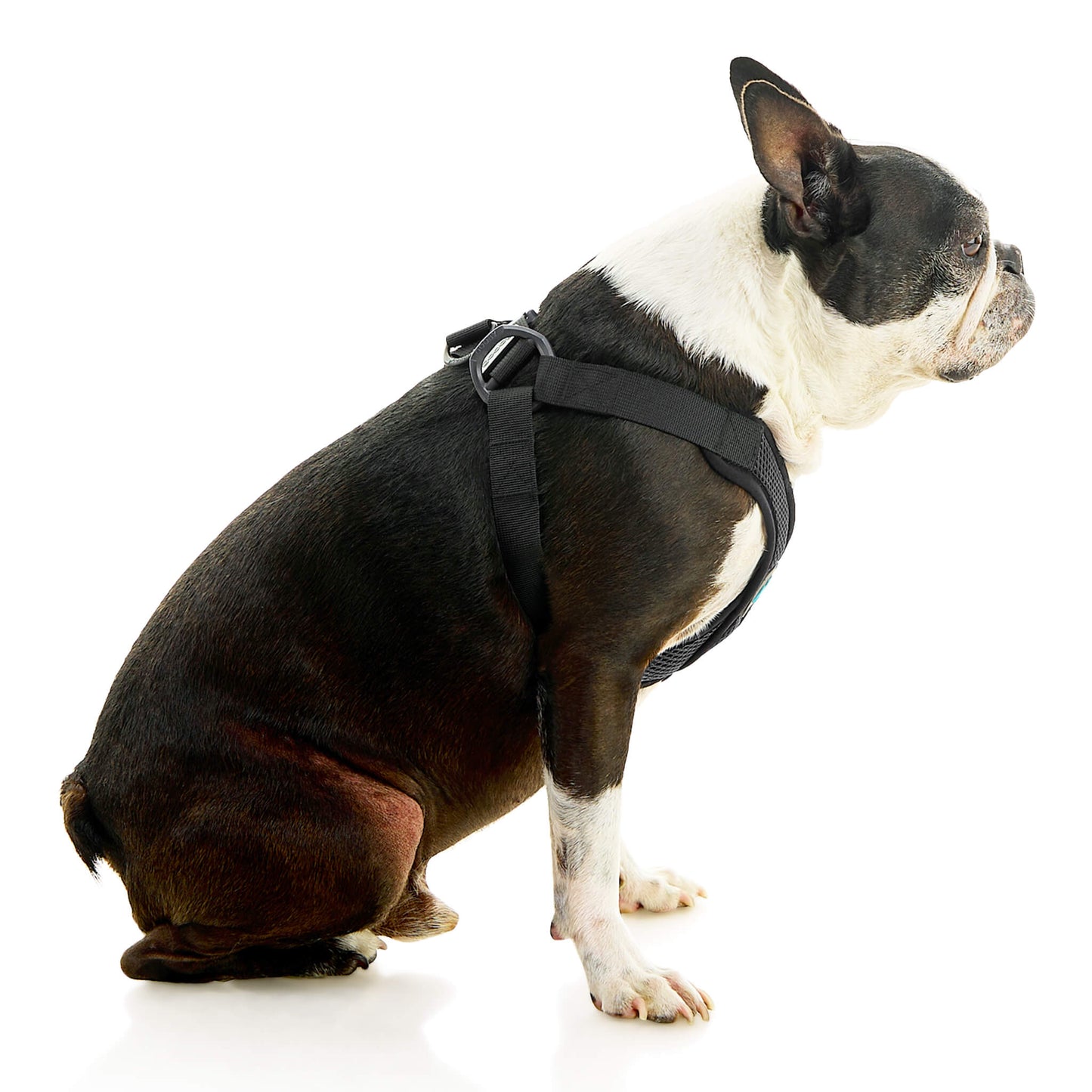 Comfort X Step In Lite Pet Harness