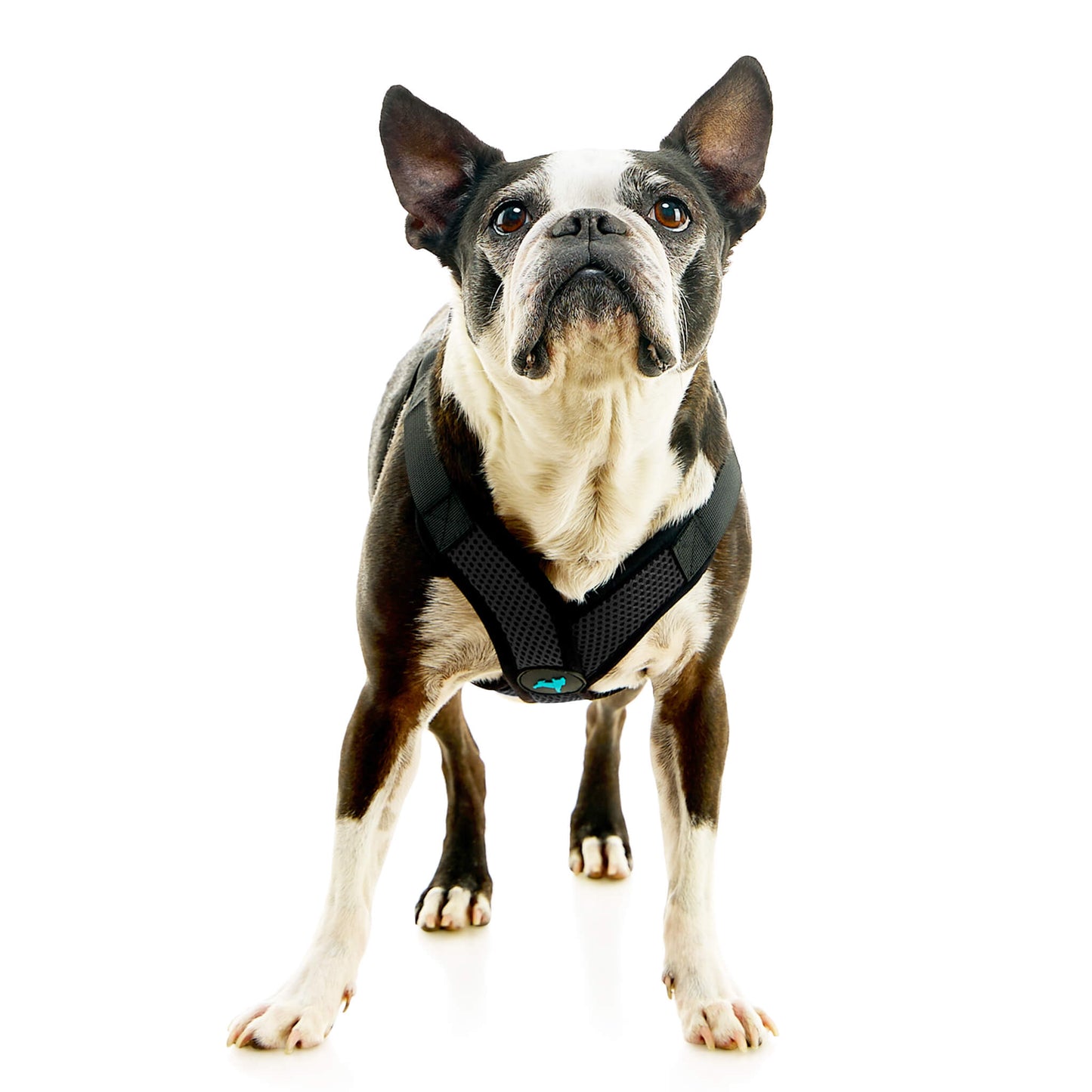 Comfort X Step In Lite Pet Harness