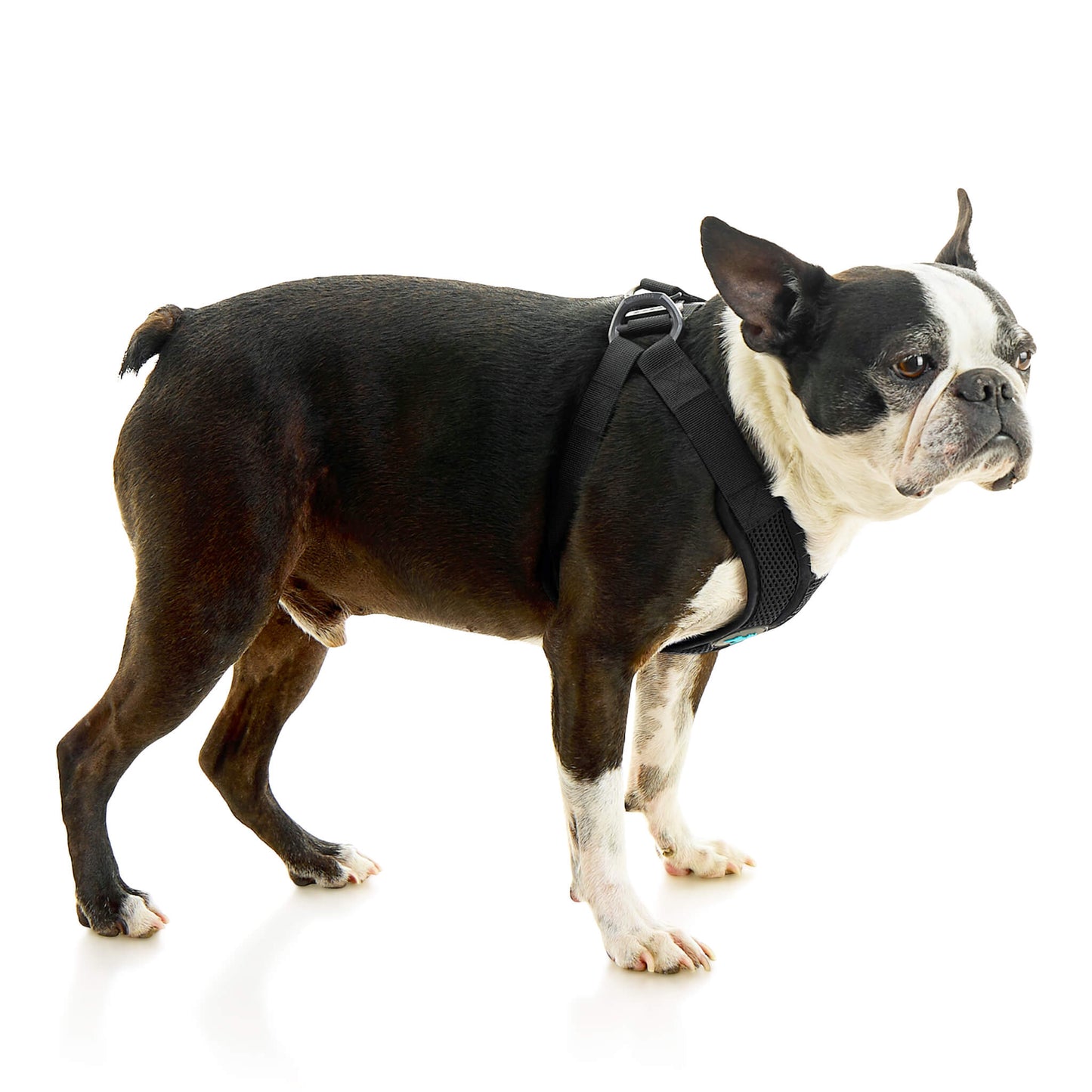 Comfort X Step In Lite Pet Harness