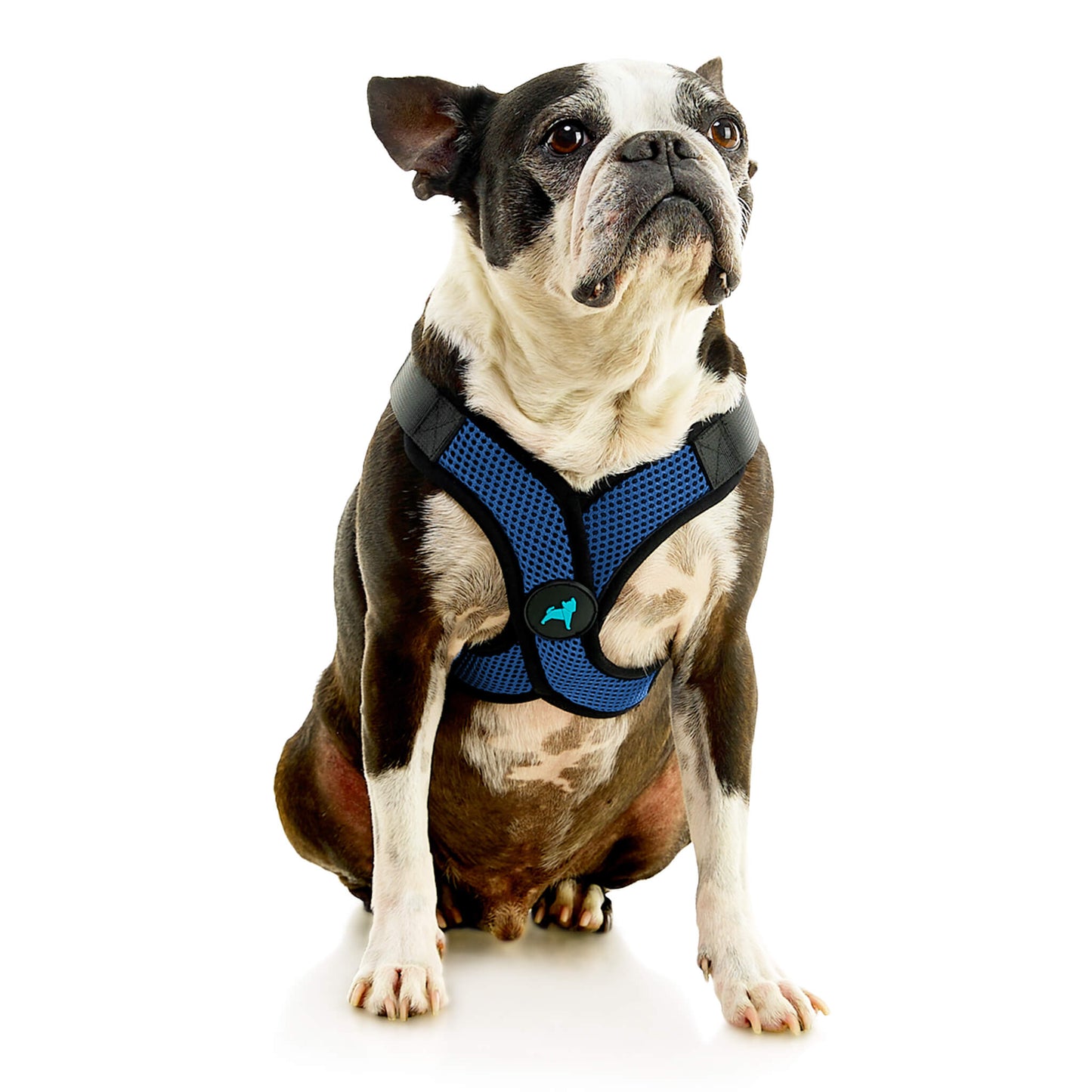 Comfort X Step In Lite Pet Harness