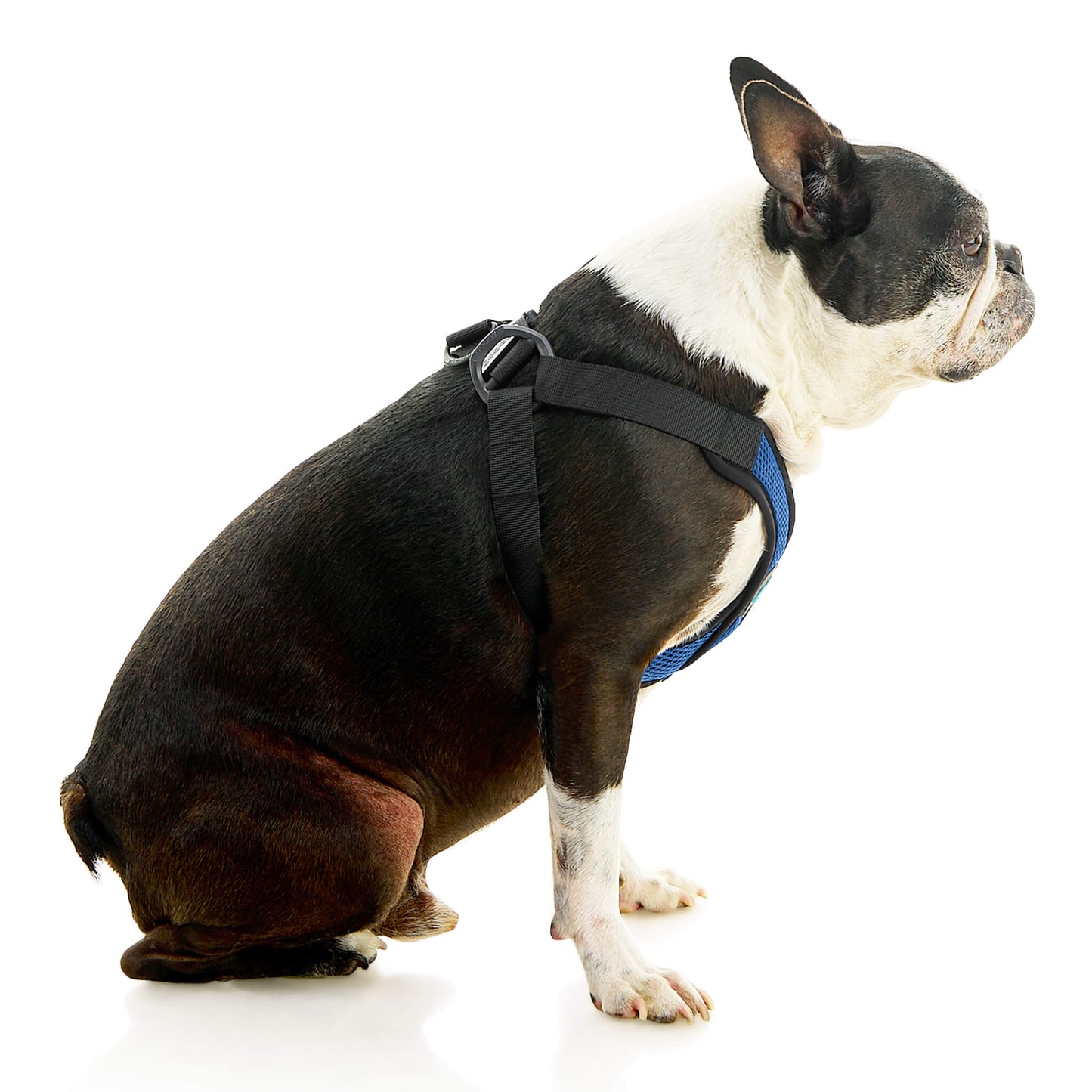 Comfort X Step In Lite Pet Harness