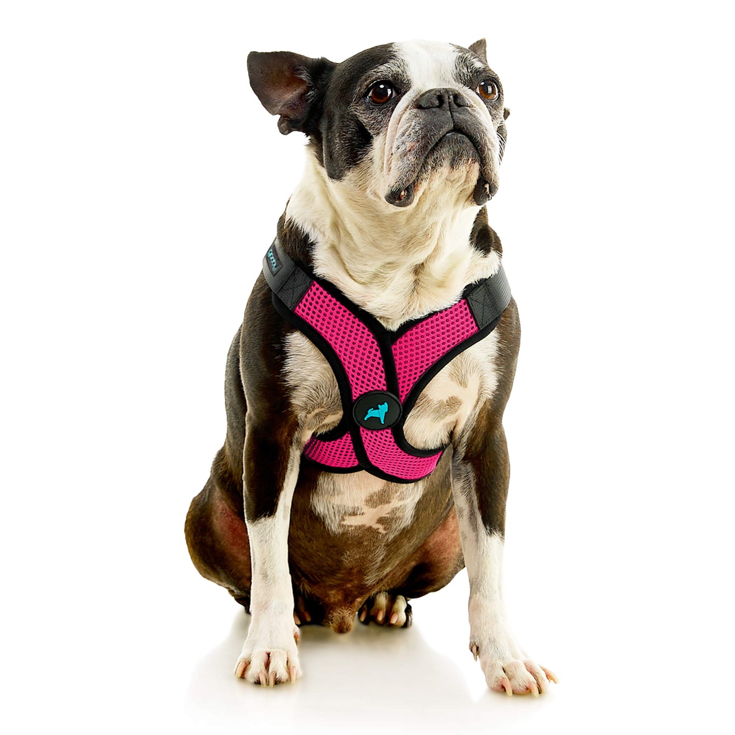 Comfort X Step In Lite Pet Harness