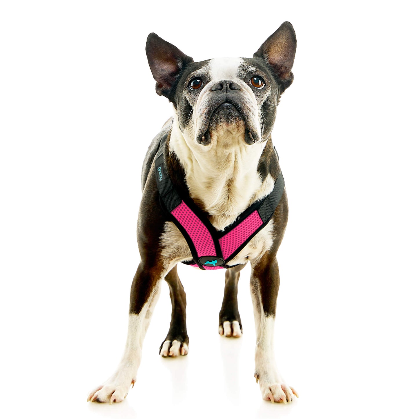Comfort X Step In Lite Pet Harness