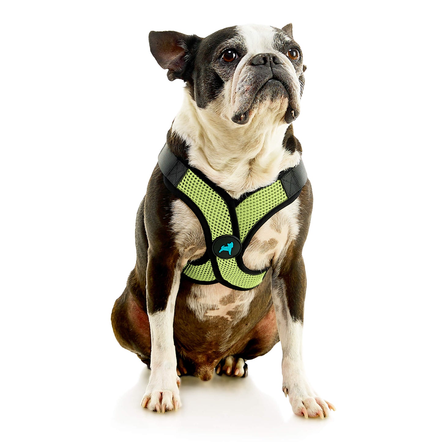 Comfort X Step In Lite Pet Harness