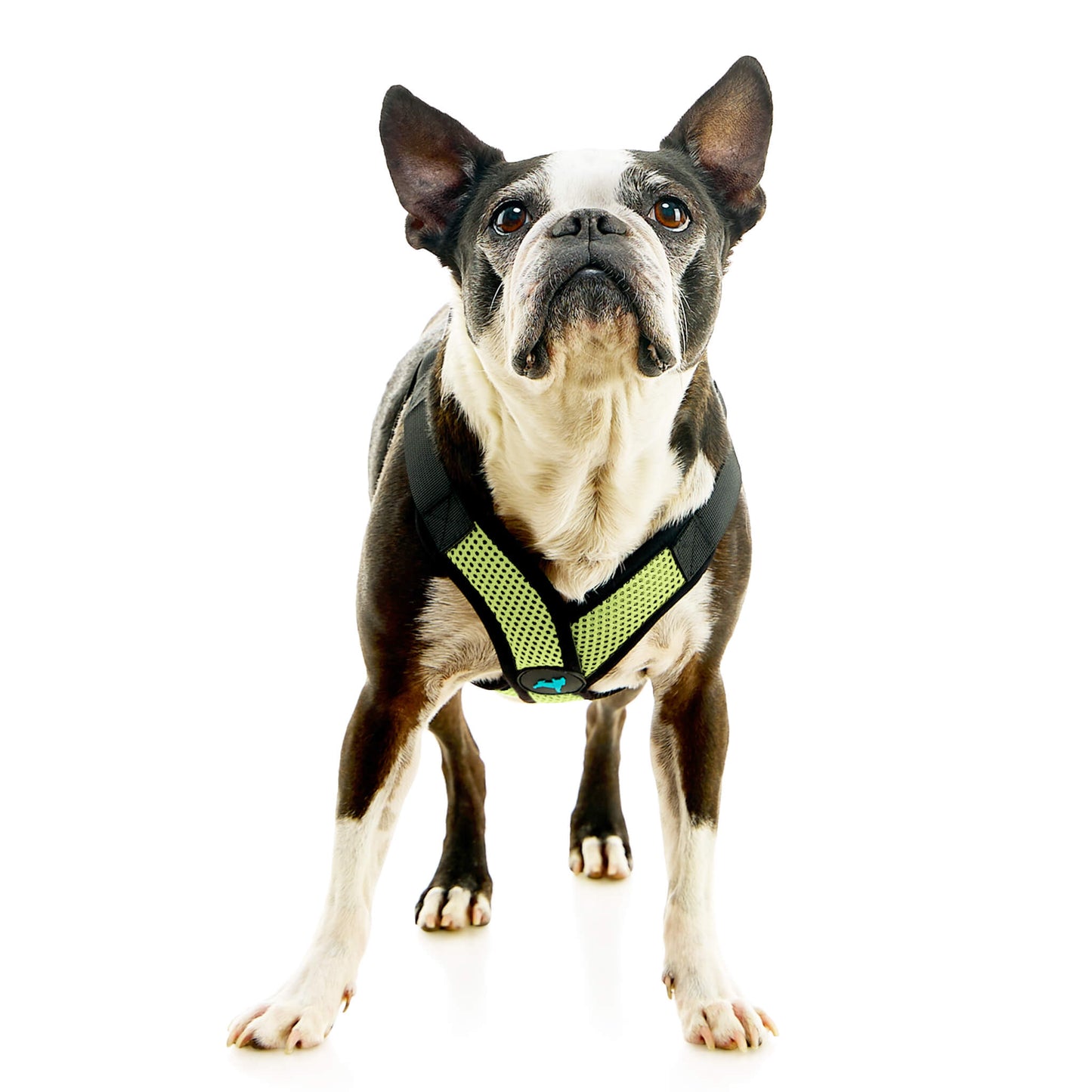 Comfort X Step In Lite Pet Harness