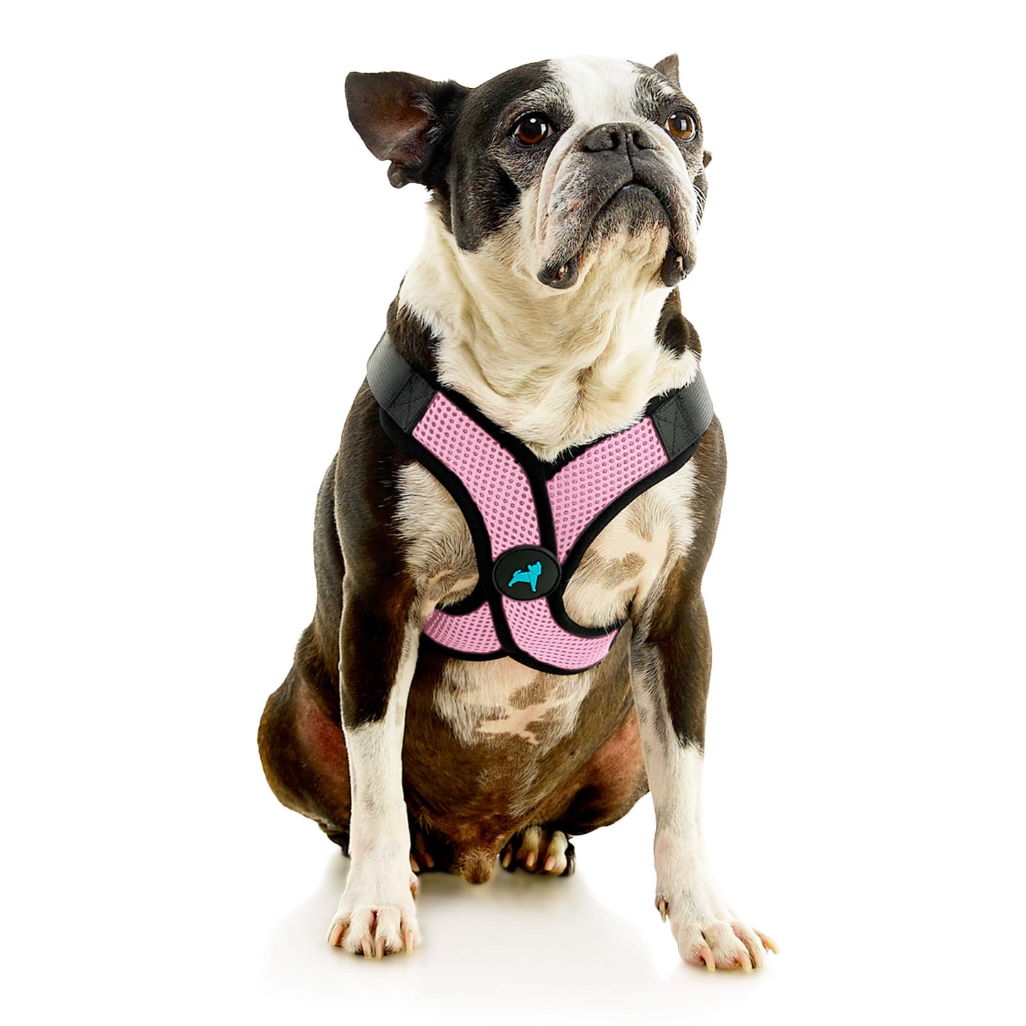 Comfort X Step In Lite Pet Harness