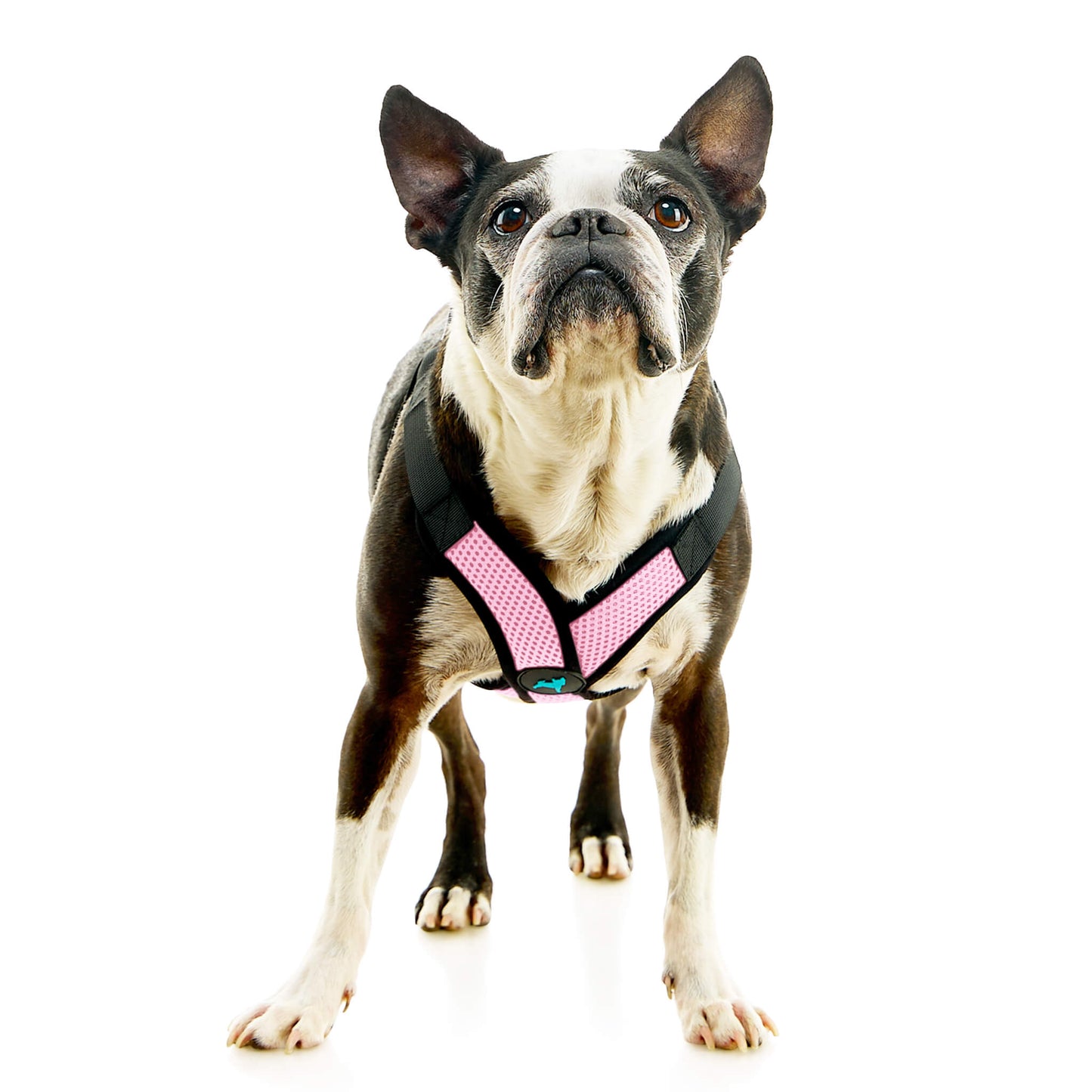 Comfort X Step In Lite Pet Harness