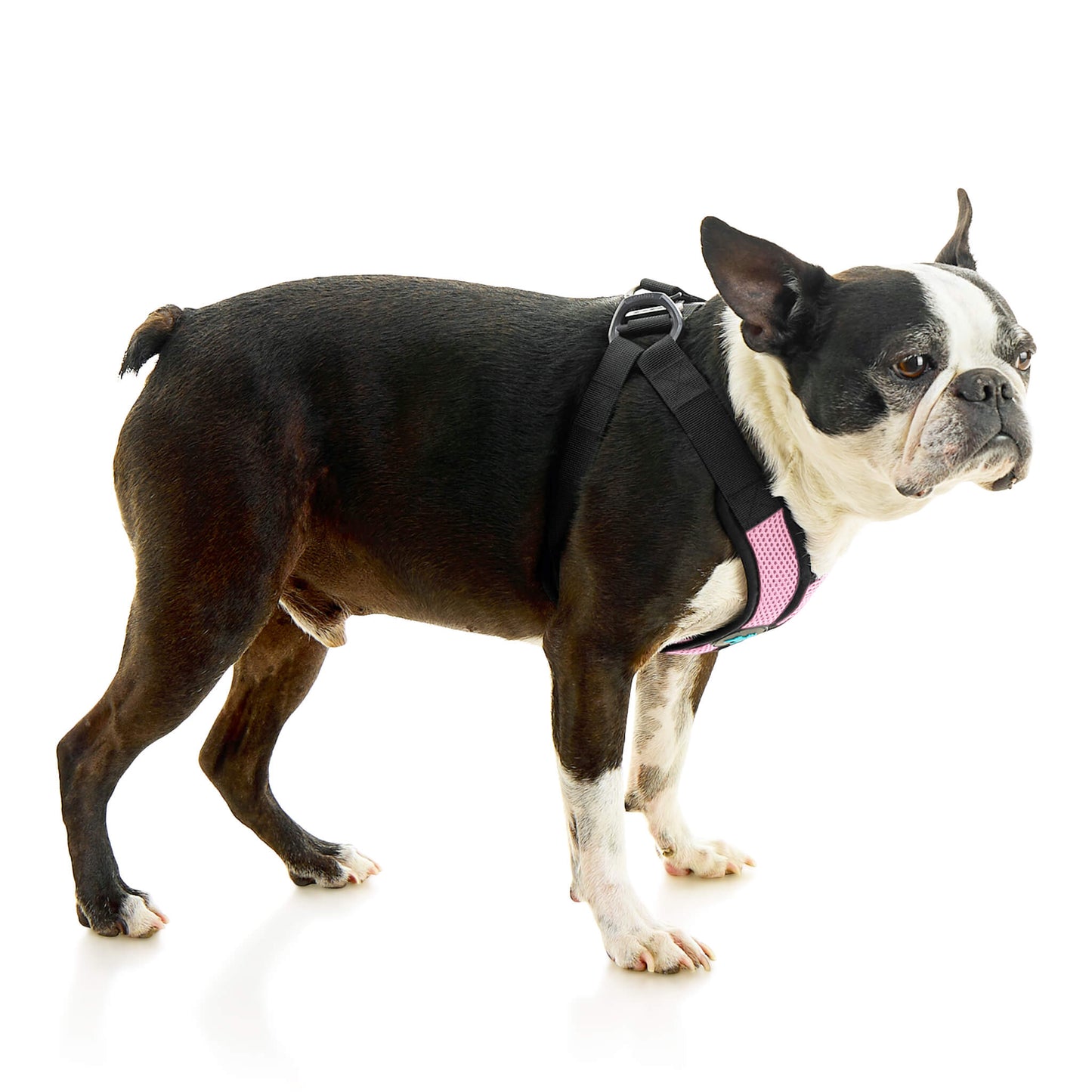 Comfort X Step In Lite Pet Harness