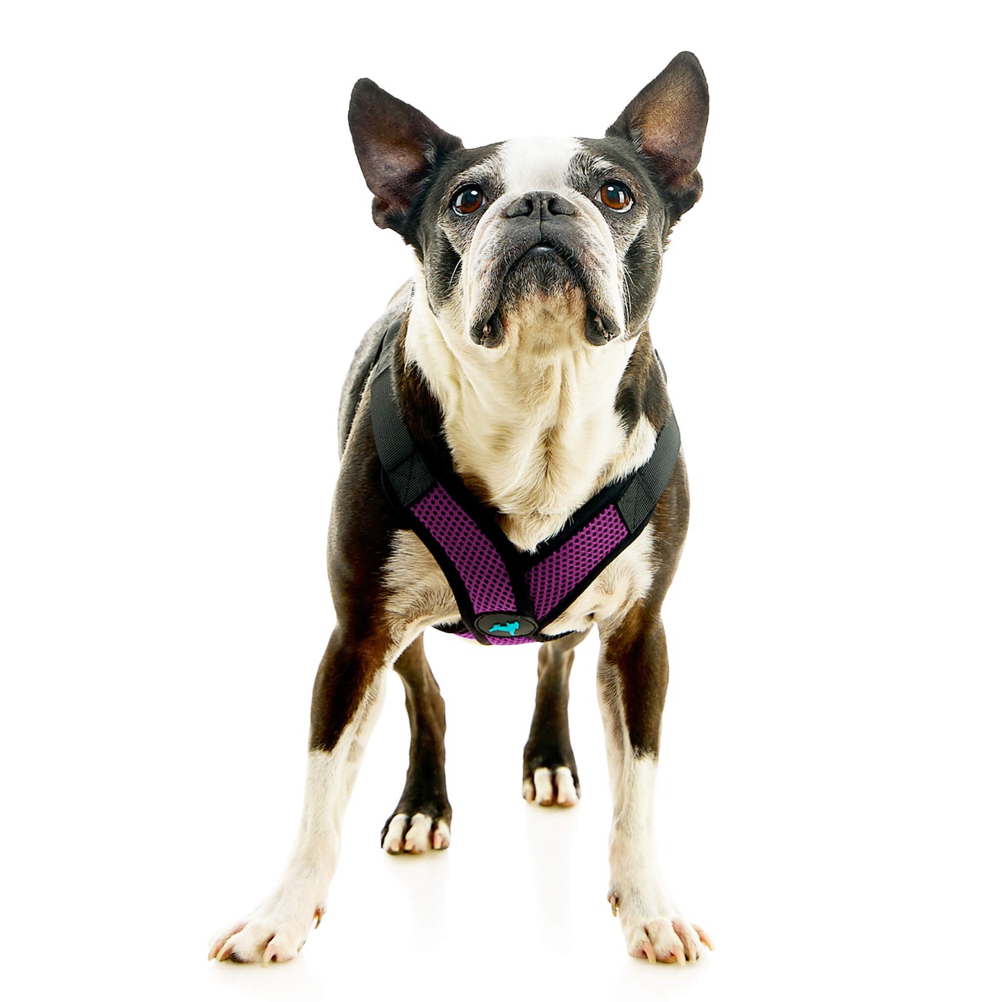 Comfort X Step In Lite Pet Harness