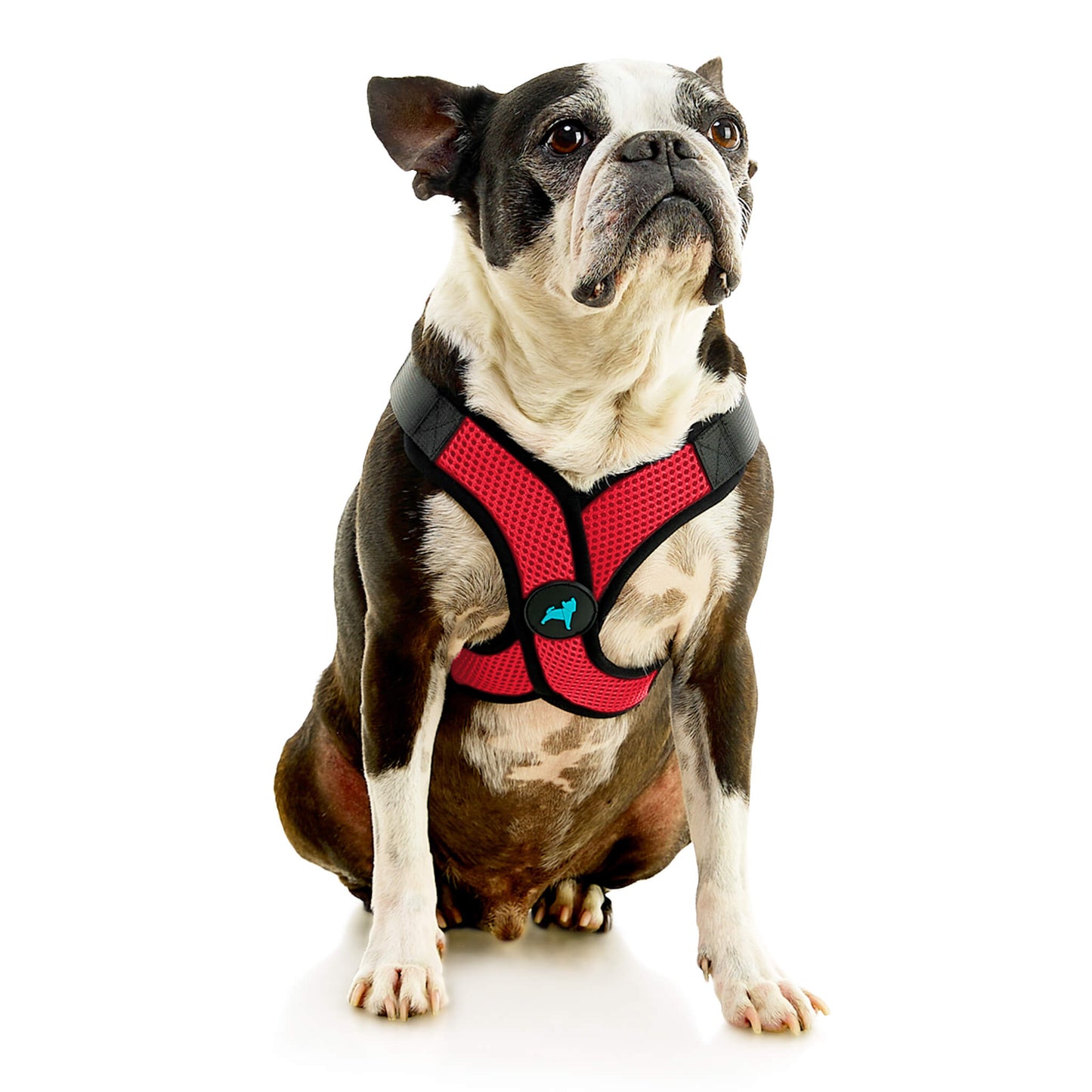 Comfort X Step In Lite Pet Harness