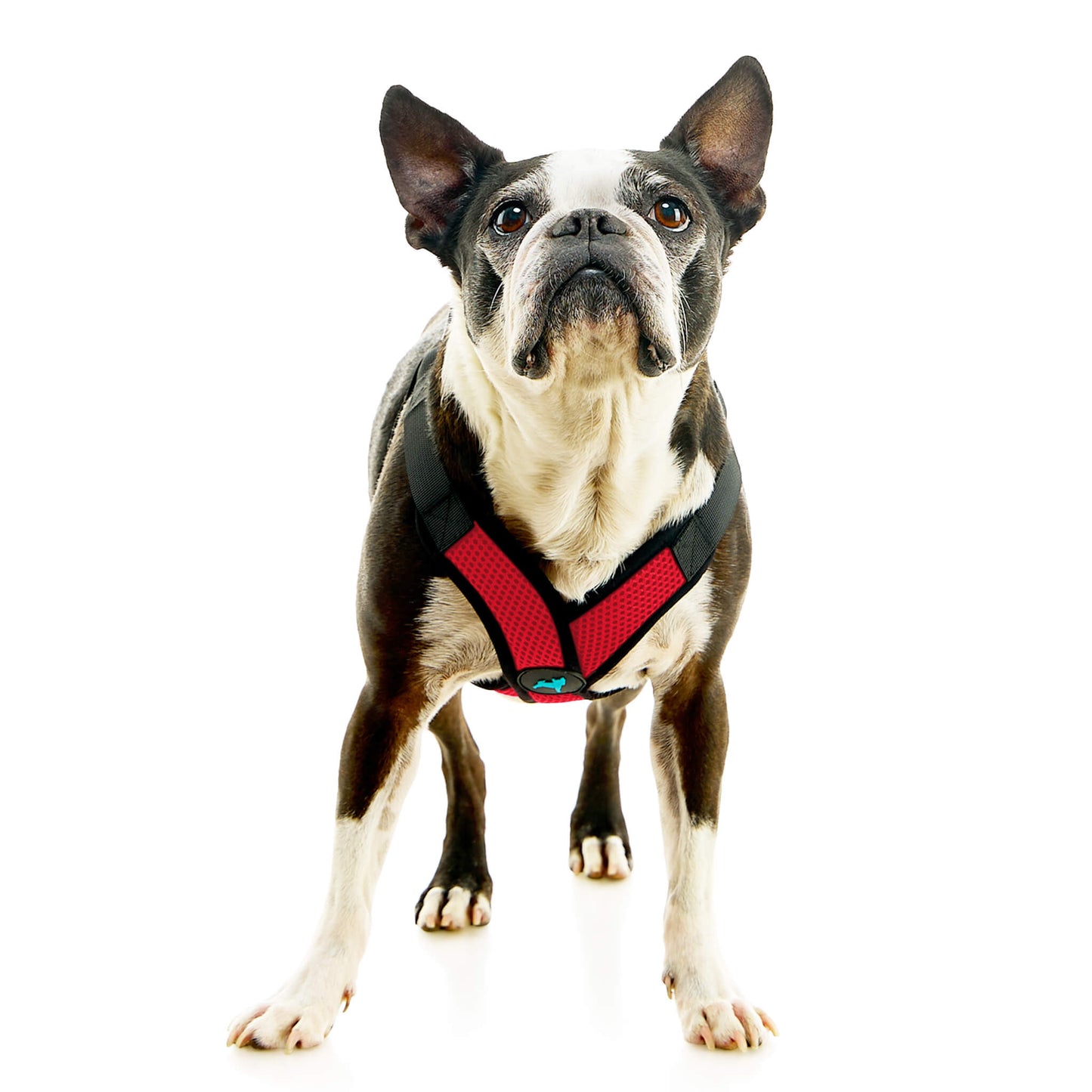 Comfort X Step In Lite Pet Harness