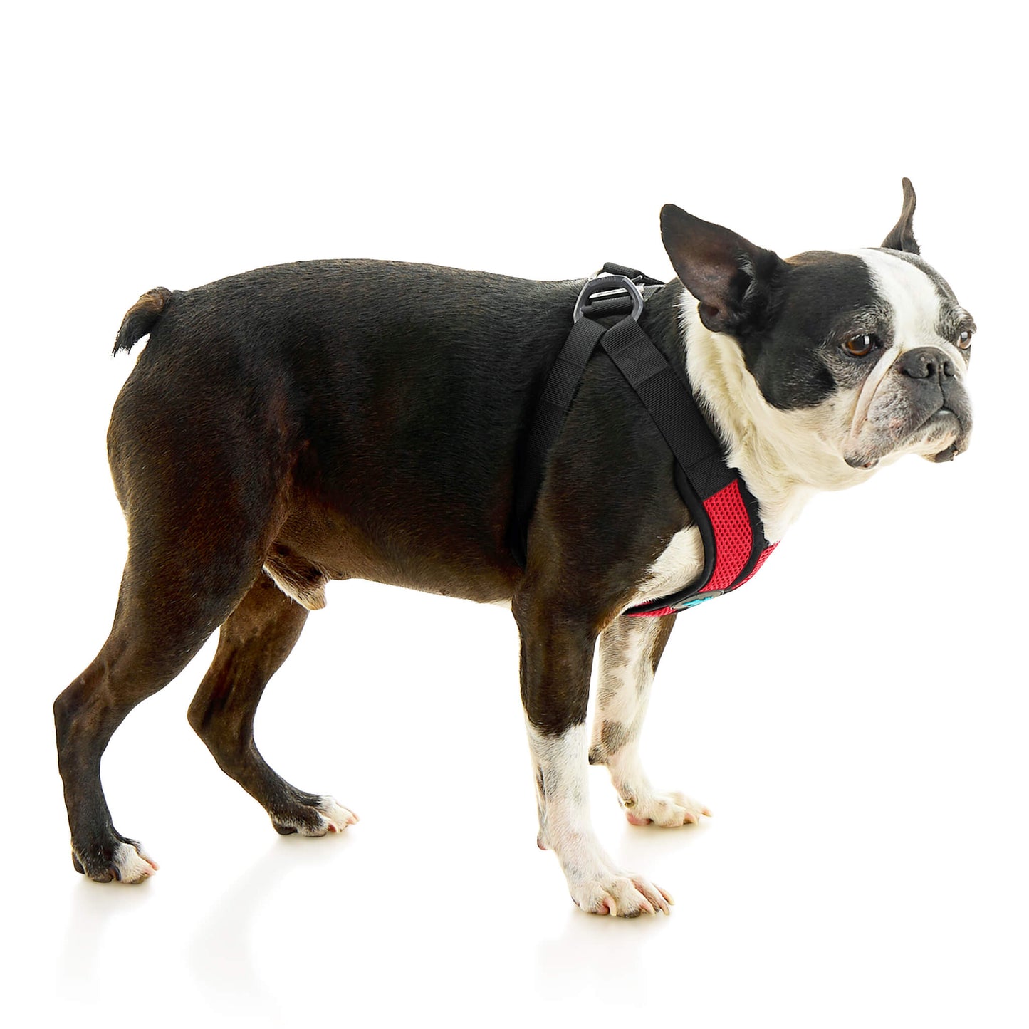 Comfort X Step In Lite Pet Harness