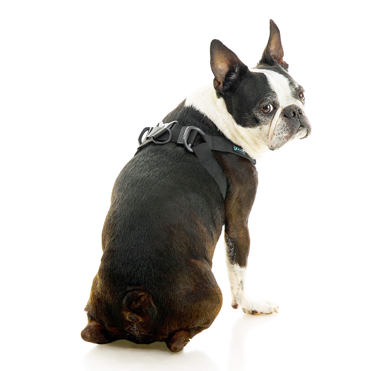 Comfort X Step In Lite Pet Harness