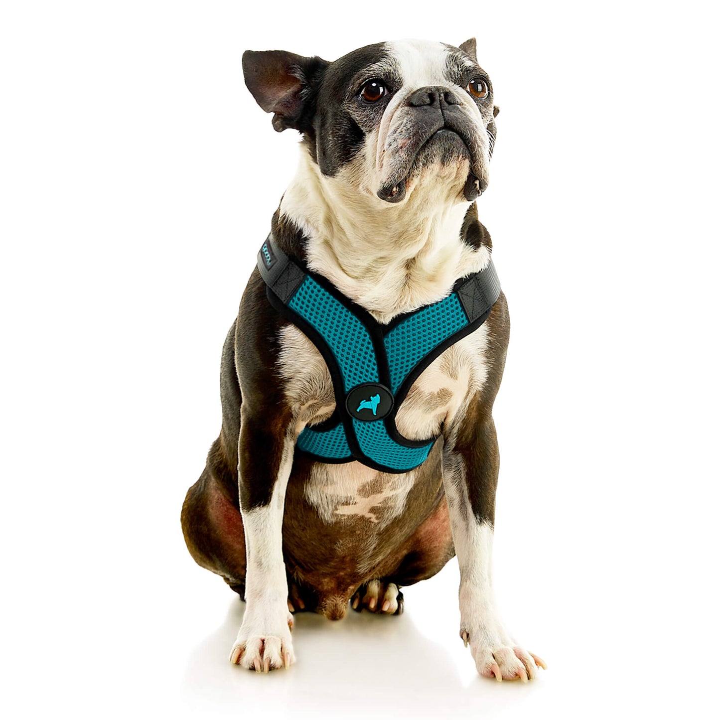 Comfort X Step In Lite Pet Harness