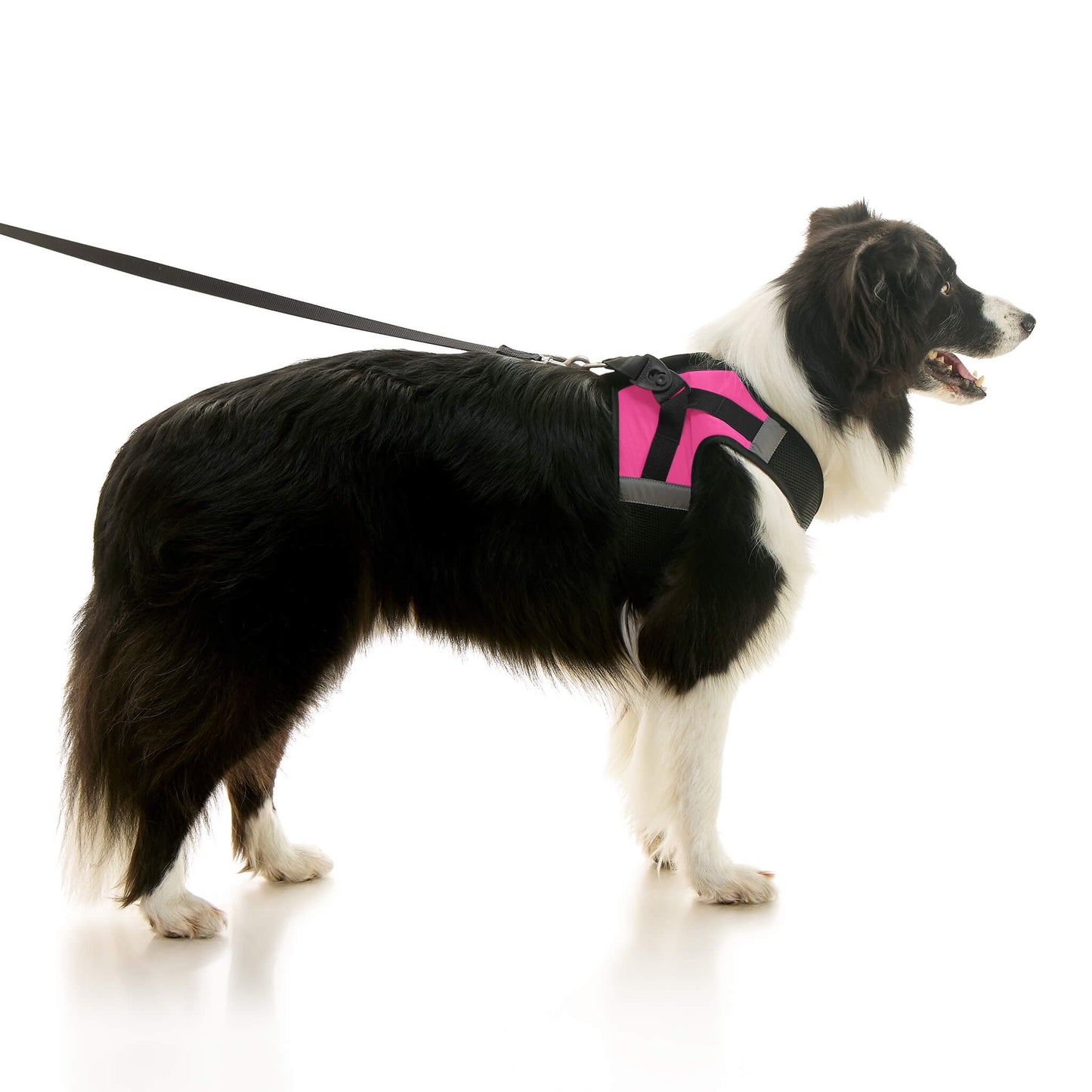 Soft Mesh X Step In Harness