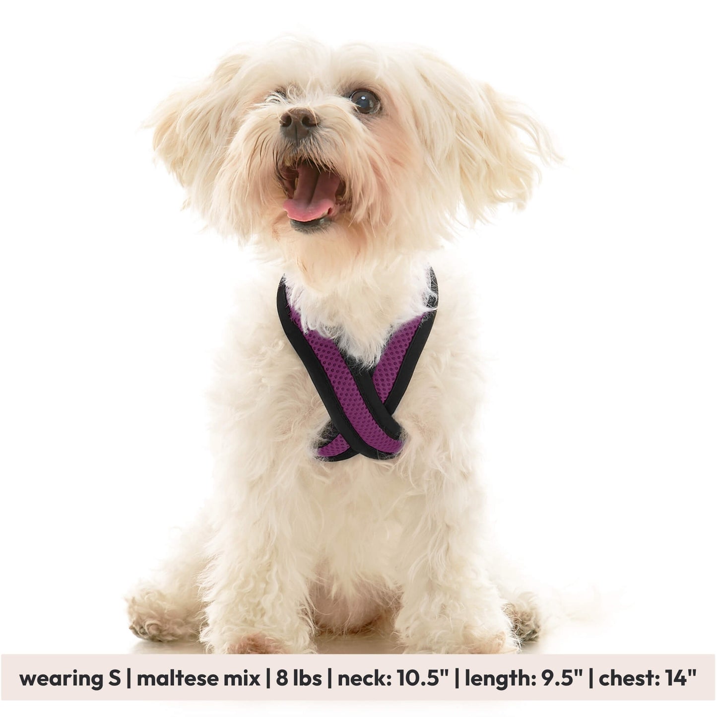 Comfort X Dual Snap Mesh Harness