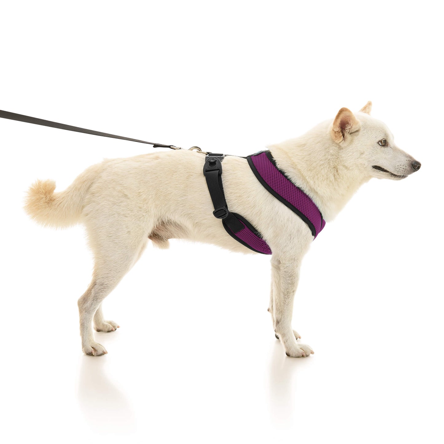 Comfort X Dual Snap Mesh Harness