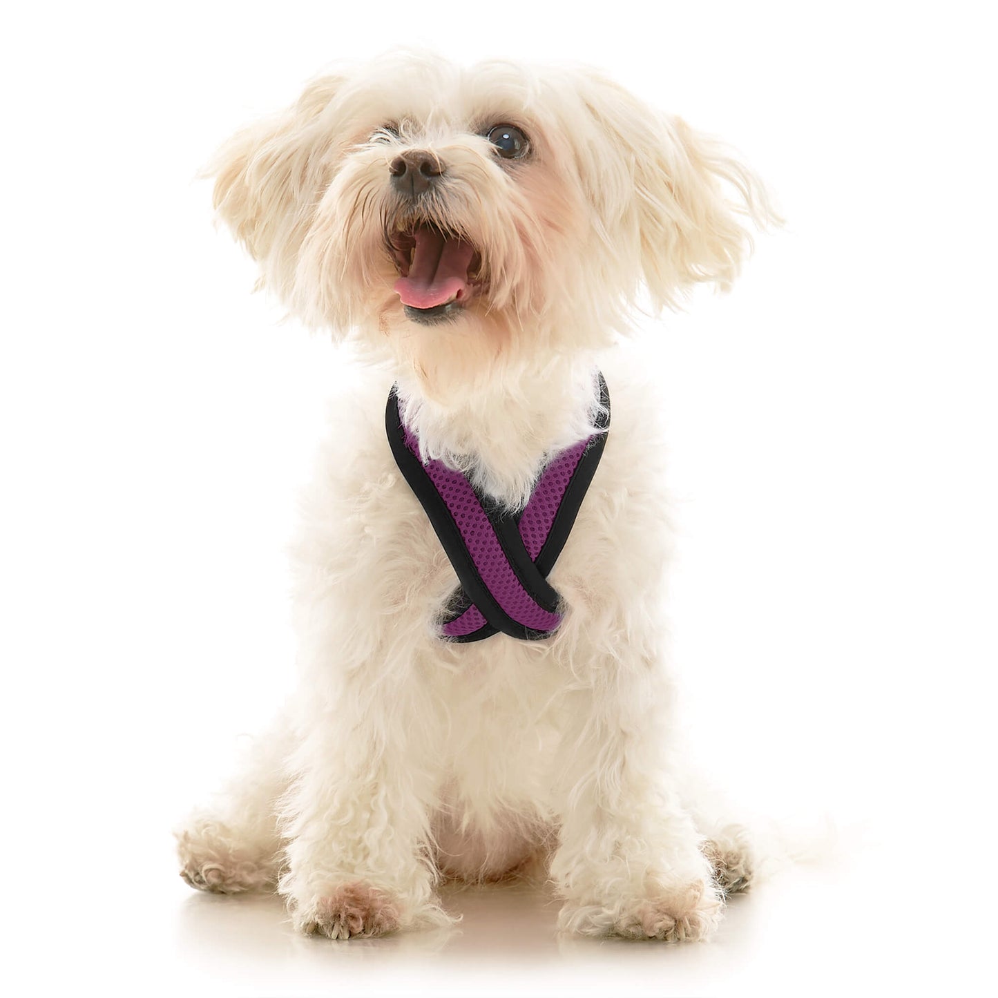 Comfort X Dual Snap Mesh Harness