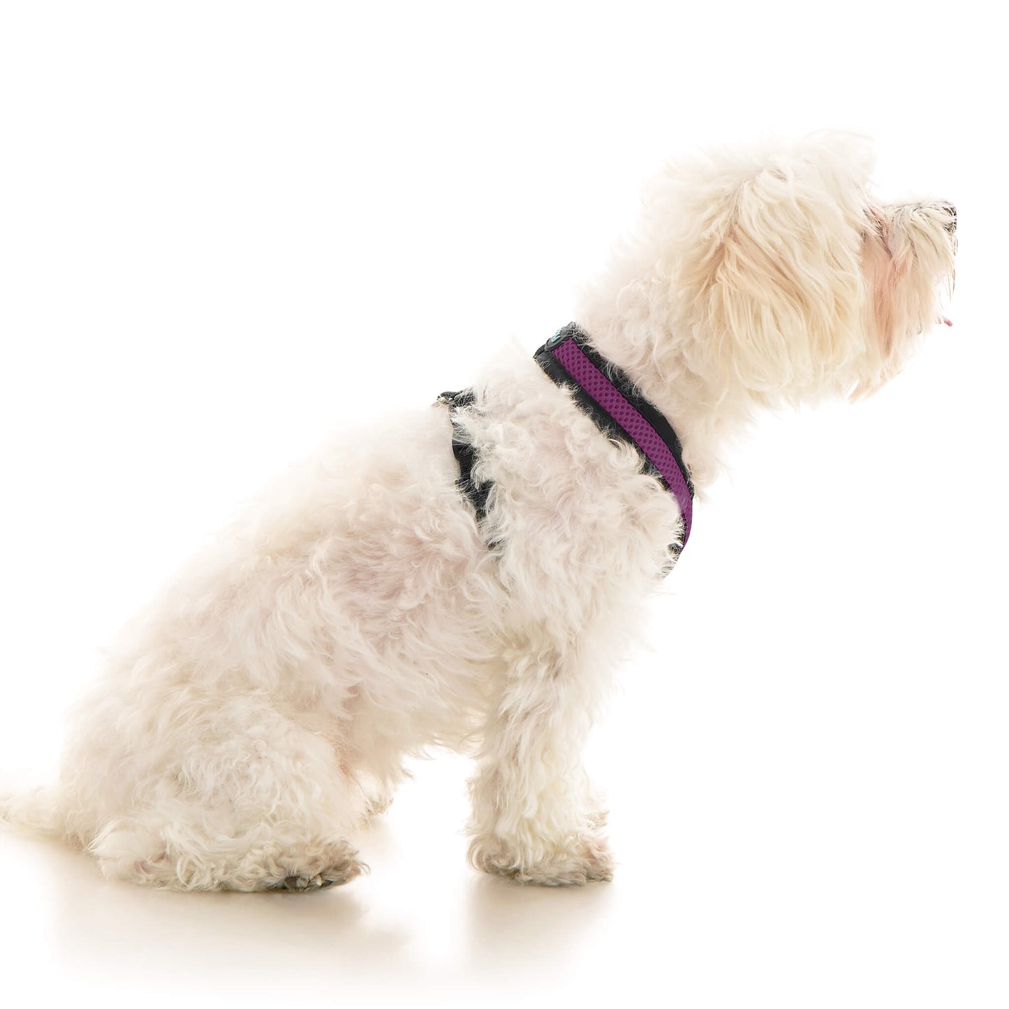 Comfort X Dual Snap Mesh Harness