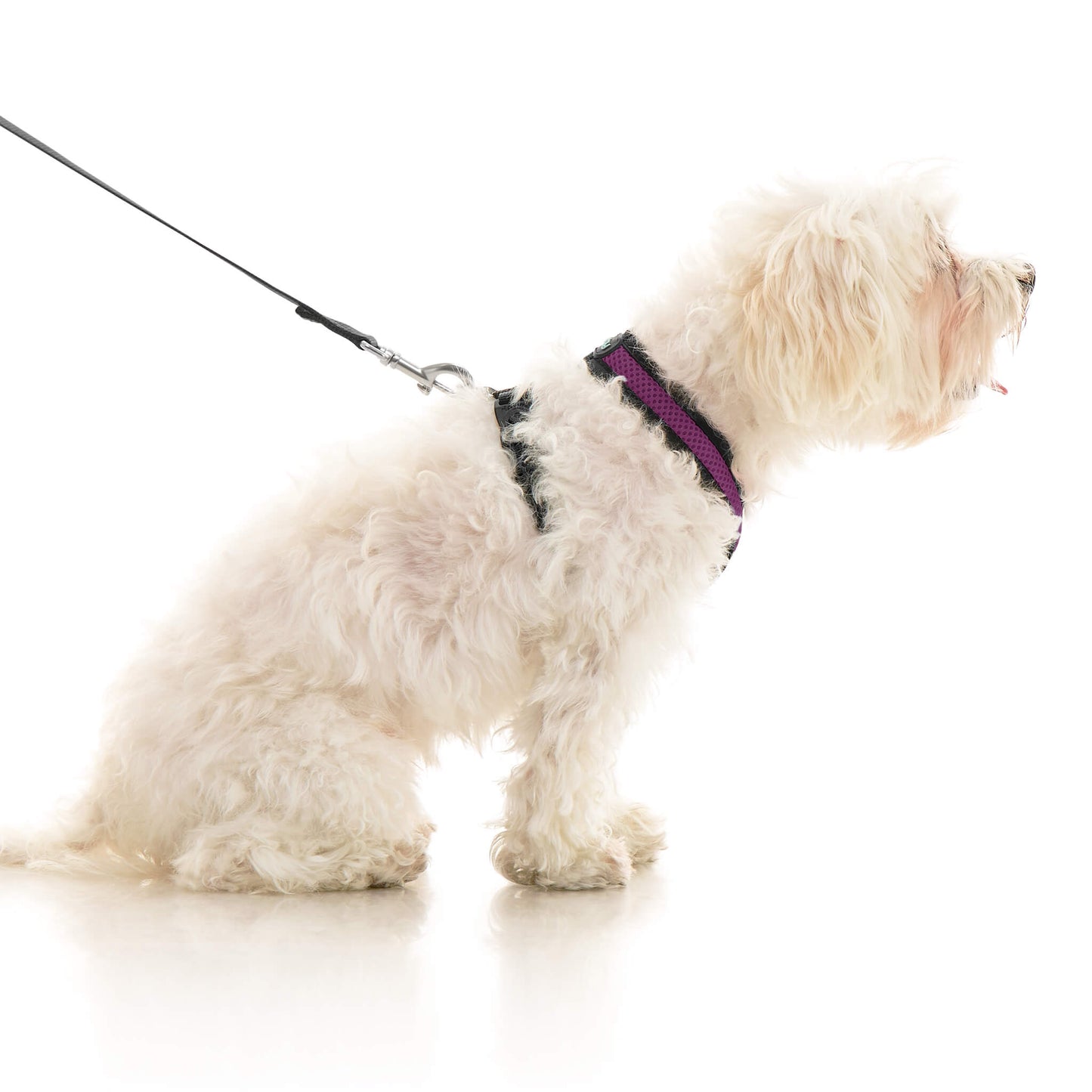 Comfort X Dual Snap Mesh Harness