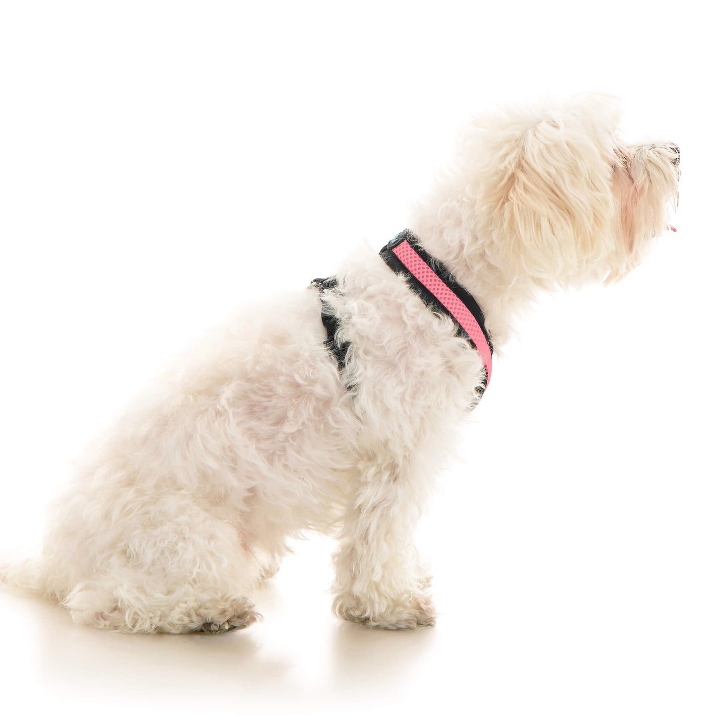 Comfort X Dual Snap Mesh Harness