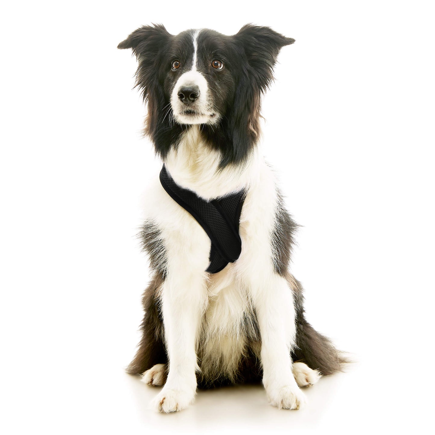 Comfort X Dual Snap Mesh Harness