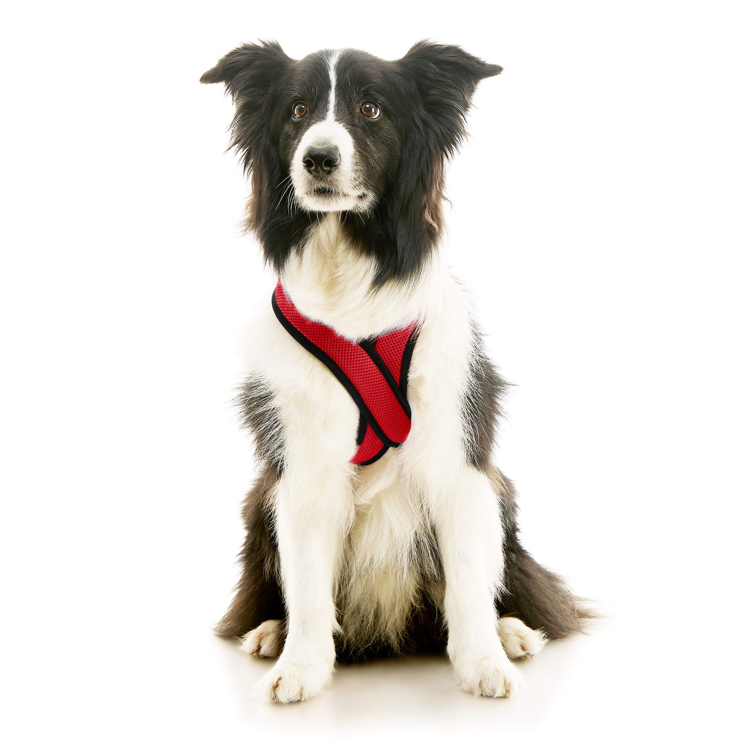 Comfort X Dual Snap Mesh Harness