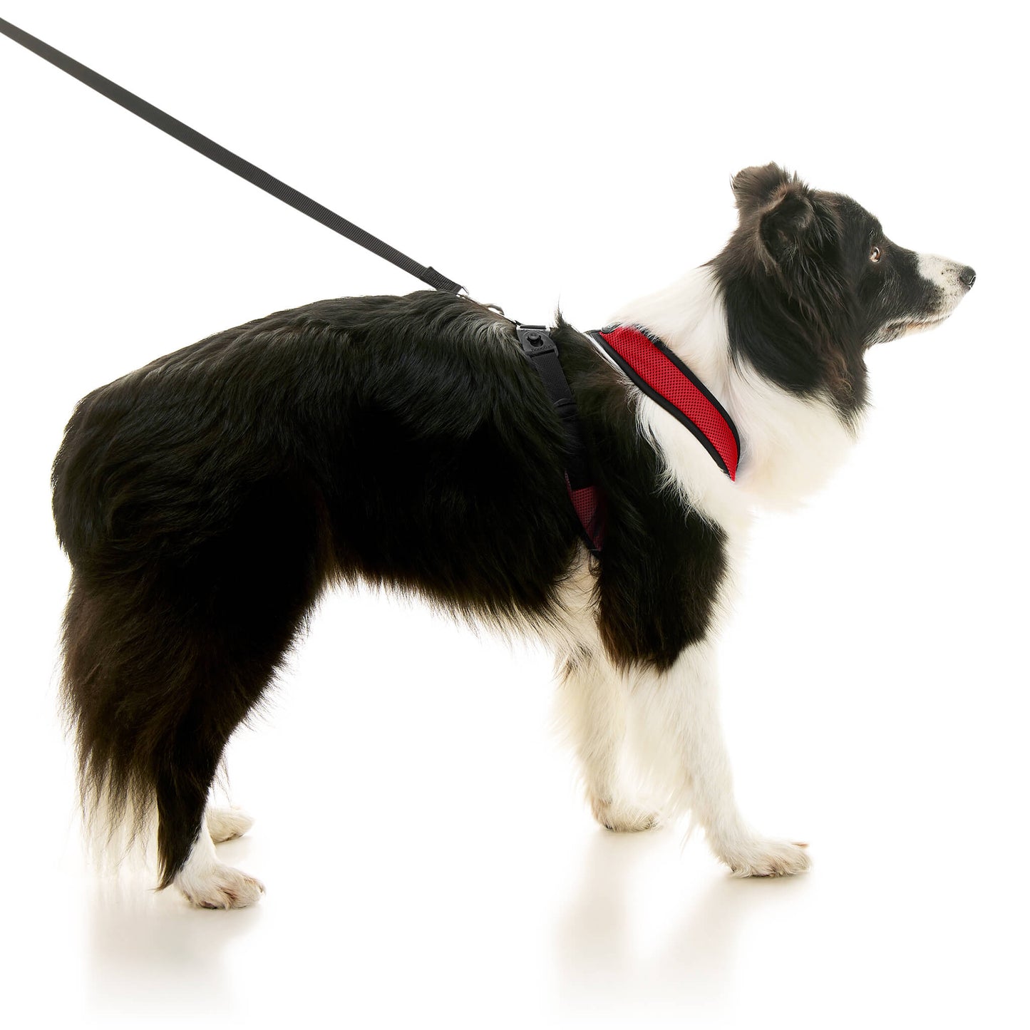 Comfort X Dual Snap Mesh Harness