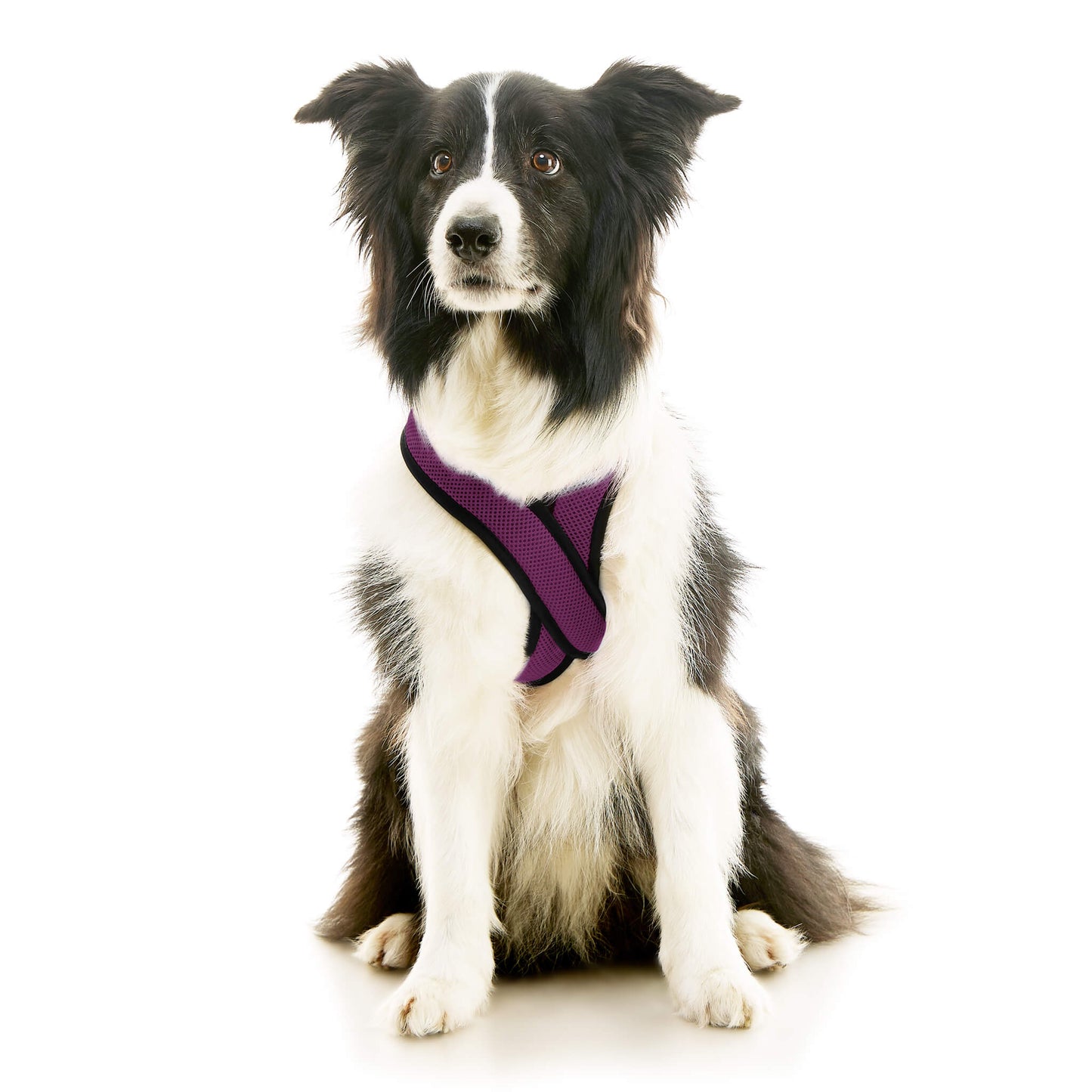 Comfort X Dual Snap Mesh Harness