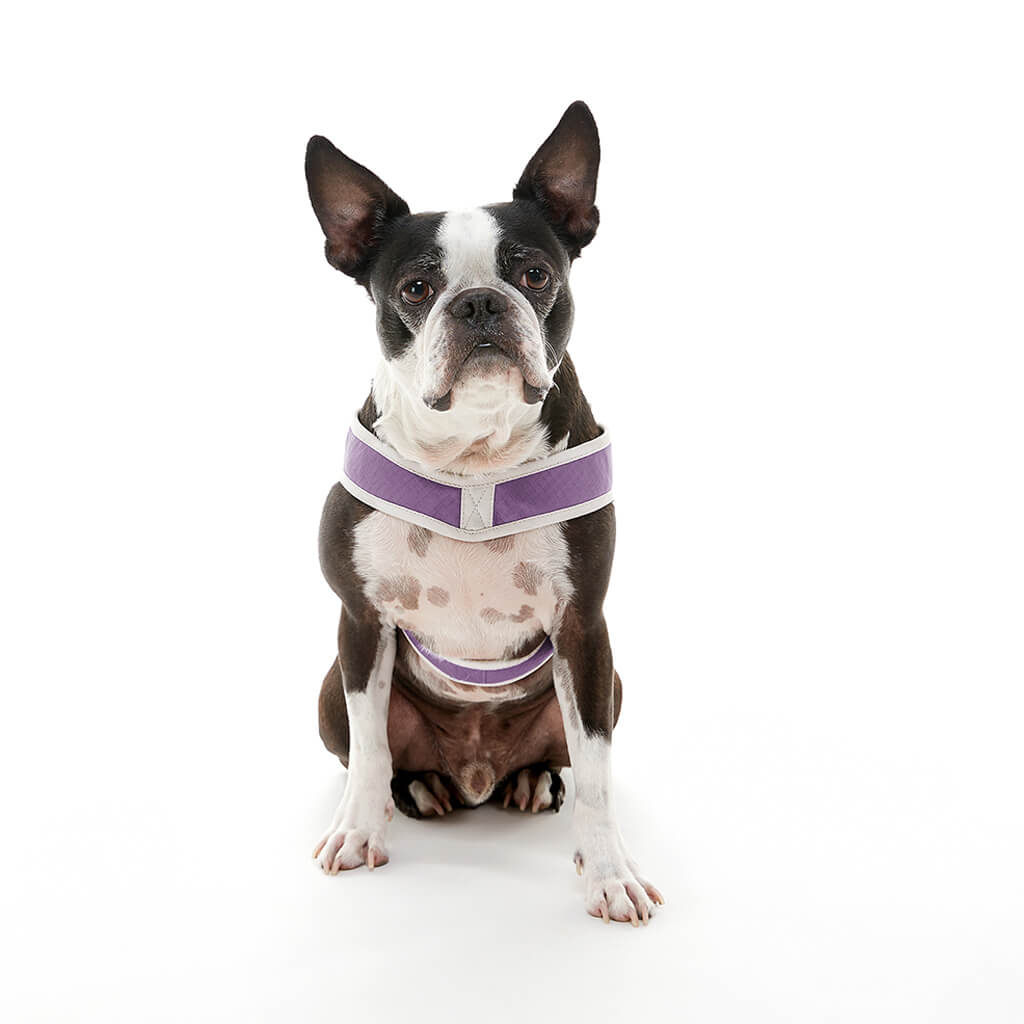 Simple Step In III Harness