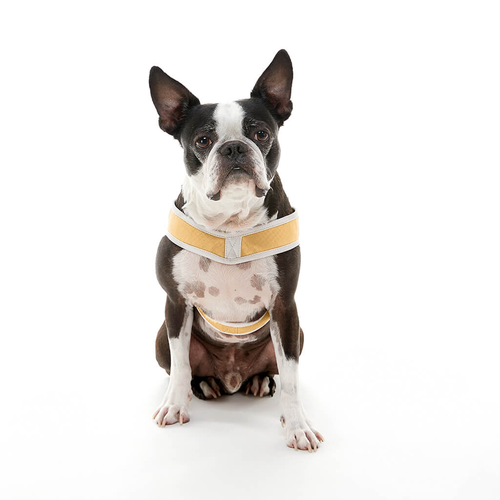 Simple Step In III Harness