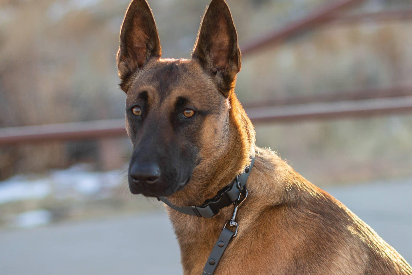 Waterproof Style Soft PVC Euro Dog Collar - Pet Pride Tees