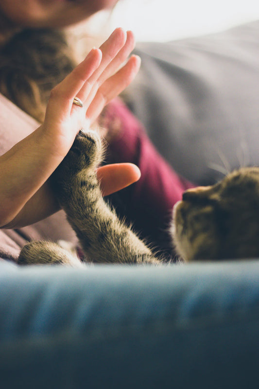 Mastering Life with Pet Allergies