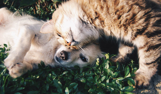 Creating a Pet-Friendly Home Environment