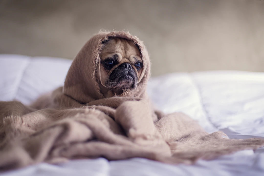 Essential Grooming Tips for Your Beloved Pets