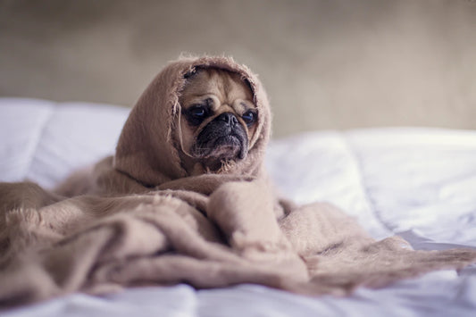 Essential Grooming Tips for Your Beloved Pets