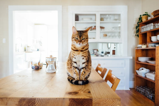 Unraveling the Truth: Common Myths About Pet Ownership Debunked