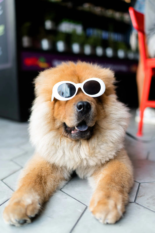 Understanding Common Pet Allergies A Comprehensive Guide