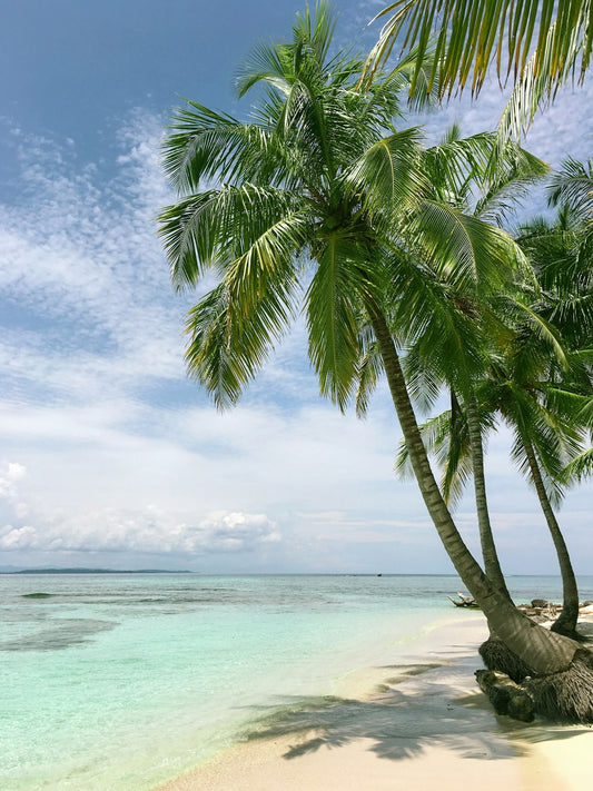 Unleash Adventure: Top Pet-Friendly Vacation Destinations