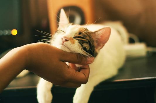Unleashing Love: The Complete Guide to Pet Adoption