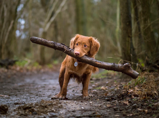 The Benefits of Spaying and Neutering Pets